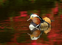 Free mandarin duck floating on water image, public domain animal CC0 photo.