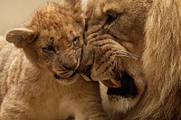 Free lion family image, public domain wild animal CC0 photo.