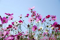 Free cosmos field image, public domain flower CC0 photo.