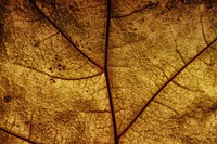 Old leaf autumn background, free public domain CC0 image.