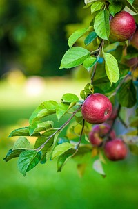 Free apple tree image, public domain fruit CC0 photo.