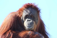 Free closeup on an orangutan photo, public domain CC0 image.