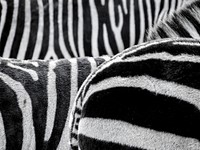 Free zebra image, public domain animal CC0 photo.