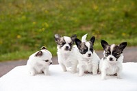 Free Siberian Husky puppies image, public domain pet CC0 photo.