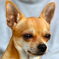 Free deer head chihuahua portrait photo, public domain animal CC0 image.