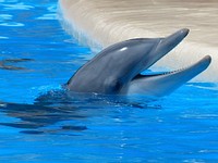 Free Dolphin image, public domain animal CC0 photo.