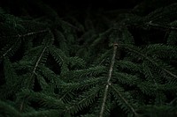 Free pine tree close up image, public domain plant CC0 photo.
