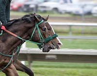 Free horses running on race track image, public domain animal CC0 photo.