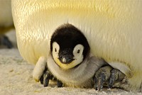 Free penguin with a baby chick image, public domain animal CC0 photo.