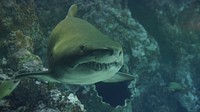 Free shark image, public domain animal CC0 photo.