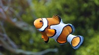 Free clown fish image, public domain animal CC0 photo.