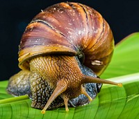 Free snail on leaf image, public domain animal CC0 photo.