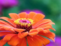 Free orange gerbera image, public domain flower CC0 photo.