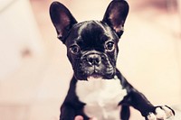 Free French Bulldog puppy image, public domain pet CC0 photo.