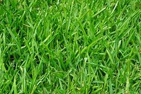 Free grass closeup image, public domain plant CC0 photo.