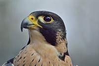 Free peregrine falcon head close up photo, public domain animal CC0 image.