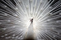 Free white peacock portrait close up photo, public domain animal CC0 image.