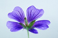 Free purple flower background image, public domain spring CC0 photo.