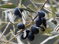 Free olive image, public domain fruit CC0 photo.