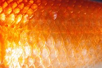 Free fish scale texture image, public domain nature CC0 photo.
