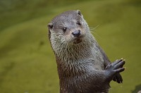 Free mustelidae portrait close up photo, public domain animal CC0 image.