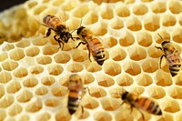 Free group of bee on beehive image, public domain animal CC0 photo.