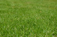  Free green grass image, public domain plant CC0 photo.