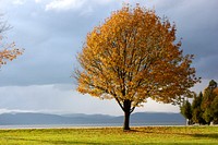 Free autumn orange tree photo, public domain nature CC0 image.