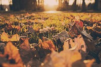 Free ground full of fall leaves photo, public domain nature CC0 image.