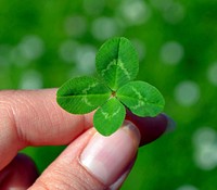 Free good luck clover image, public domain nature CC0 photo.