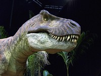 Free dinosaur head close up photo, public domain animal CC0 image.