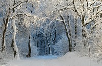 Free winter snow trees photo, public domain winter CC0 image.