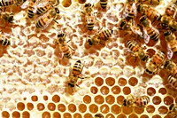 Free group of bee on beehive image, public domain animal CC0 photo.