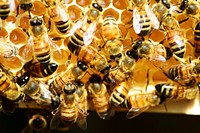 Free group of bee on beehive image, public domain animal CC0 photo.