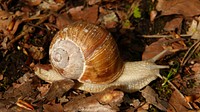 Free snail on ground closeup photo, public domain animal CC0 photo.