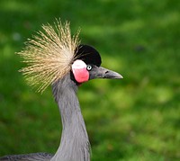 Free grey crowned crane portrait photo, public domain animal CC0 image.