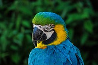 Free macaw parrot head close up portrait photo, public domain animal CC0 image.