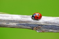 Free ladybug on a tree branch image, public domain animal CC0 photo.