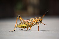 Free close up yellow grasshopper image, public domain animal CC0 photo.