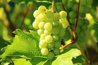 Free green grape image, public domain fruit CC0 photo.