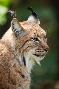 Free lynx beige bobcat image, public domain CC0 photo.