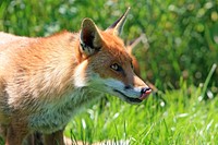 Free red fox hunting image, public domain CC0 photo.