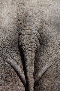 Free African elephant image, public domain wild animal CC0 photo.