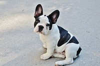 Free french bulldog street portrait photo, public domain animal CC0 image.