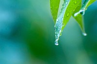 Free rain aesthetic, nature background, public domain CC0 photo.