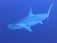 Free shark image, public domain animal CC0 photo.