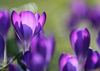 Free crocus image, public domain flower CC0 photo.