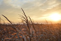 Free autumn wheat background public domain CC0 photo.