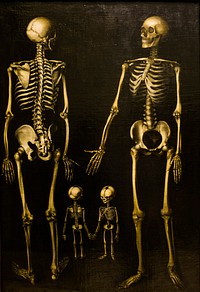 Free skeleton illustration image, public domain CC0 photo.