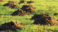 Free molehill photo, public domain nature CC0 image.